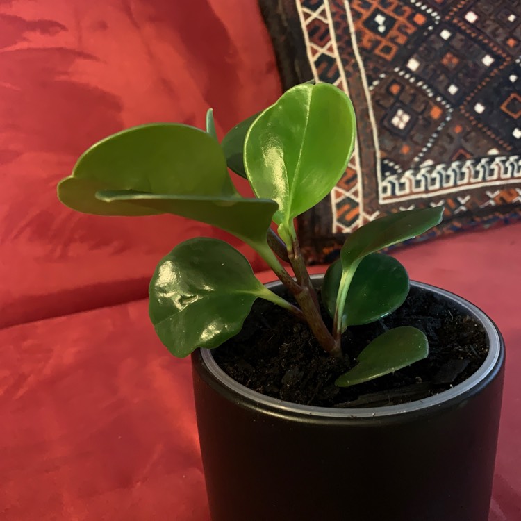 Plant image Peperomia clusiifolia cv Red Edge