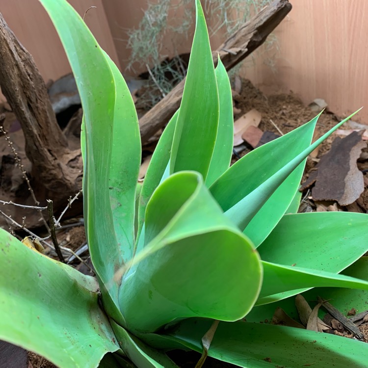 Plant image Agave attenuata