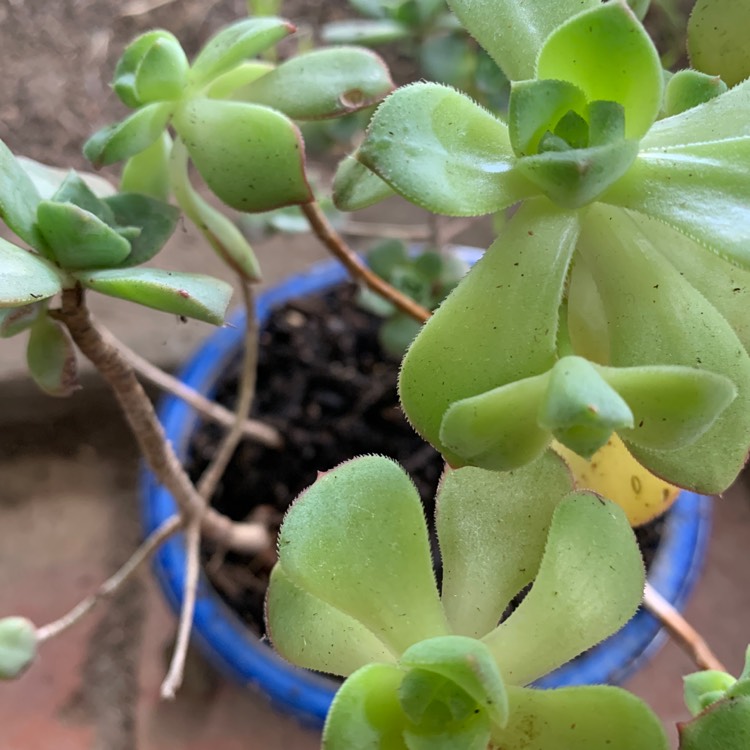 plant image 1431784