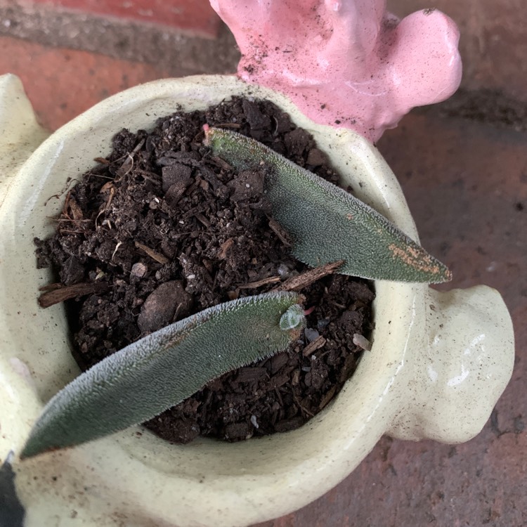 Plant image Crassula mesembryanthemoides 'Tenelli'
