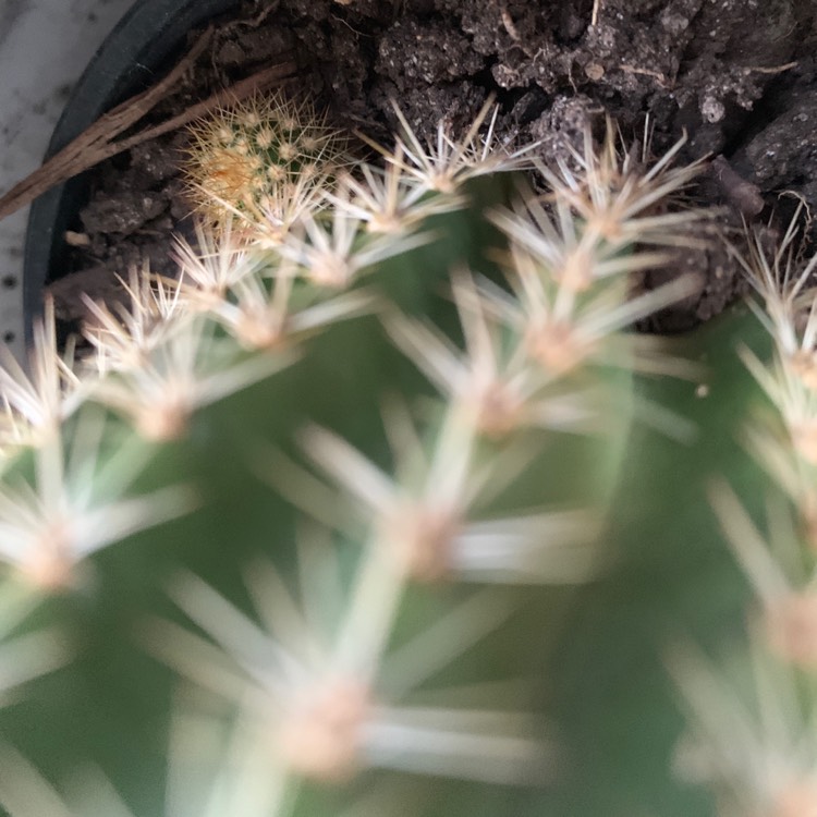 Plant image Echinopsis spachiana