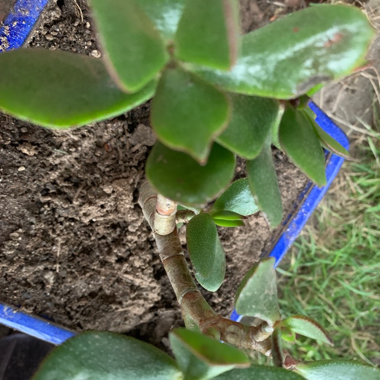 plant image 1432599