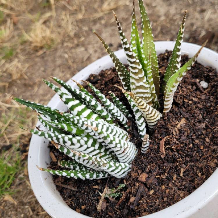 plant image 1435494