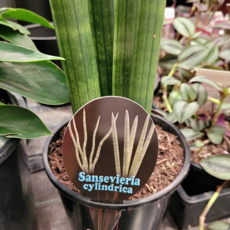 Plant image Sansevieria 'Fernwood Punk'
