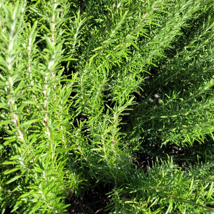 Plant image Salvia rosmarinus 'Severn Sea' syn. Rosmarinus officinalis 'Severn Sea'