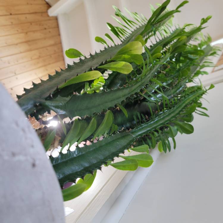 Plant image Euphorbia candelabrum