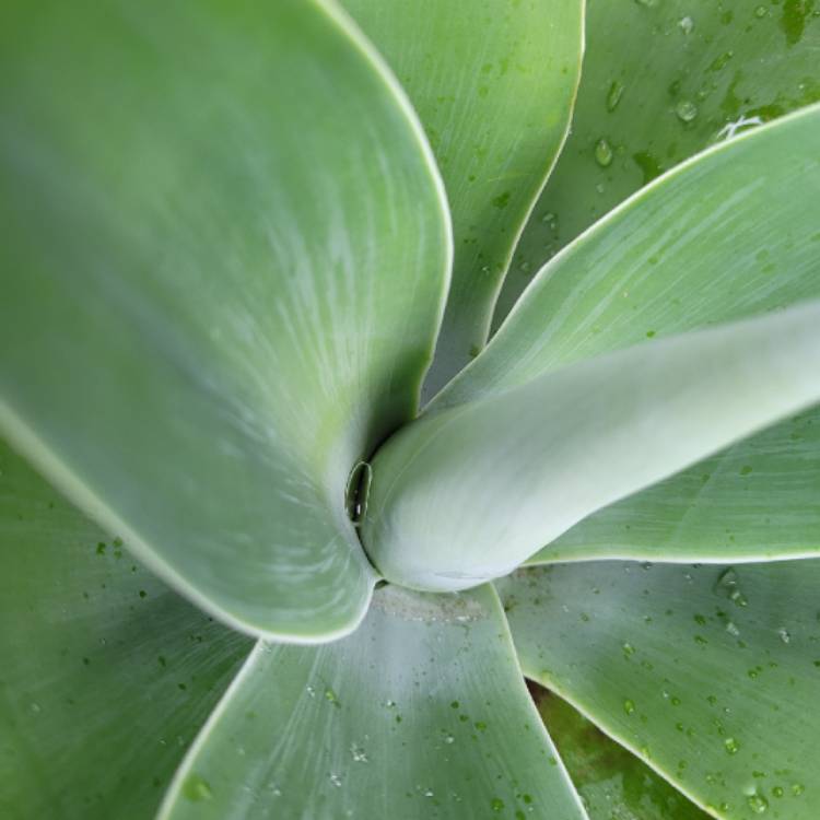 plant image 1442970 plant image 1442970