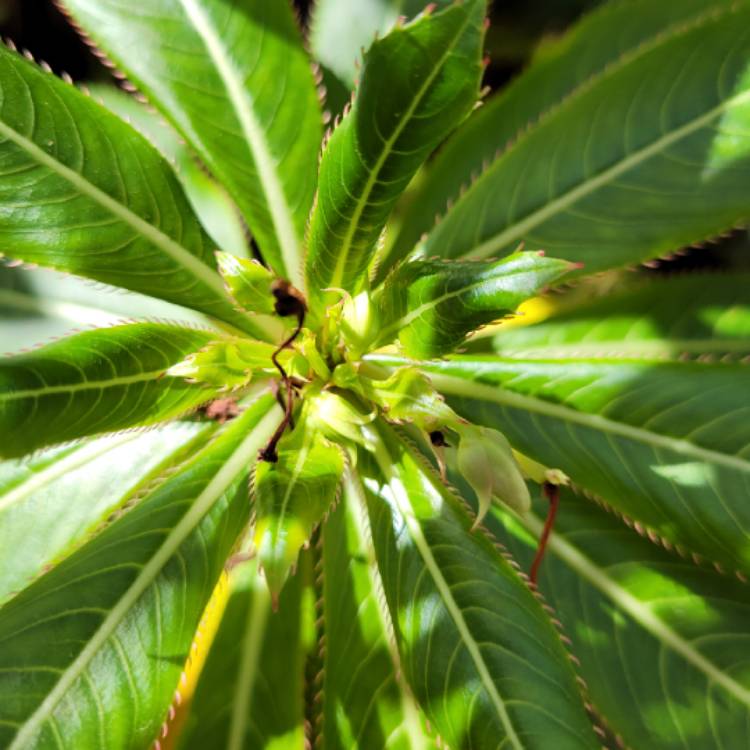 plant image 1443451