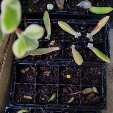 xSedeveria Blue Giant