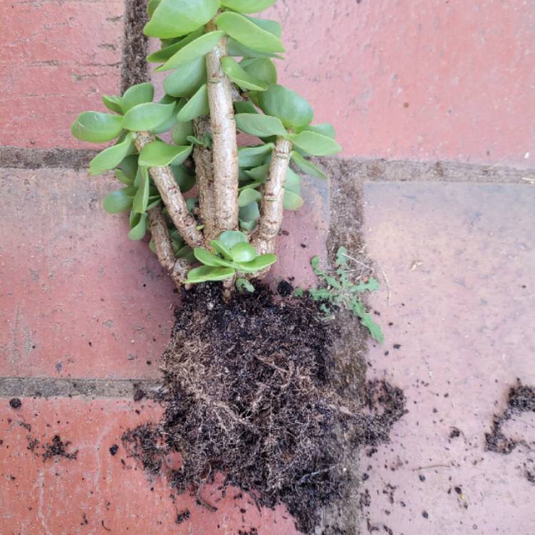plant image 1444717 plant image 1444717
