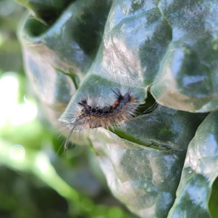 Plant image Spinacia oleracea