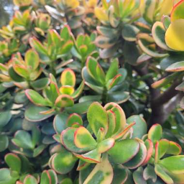 Crassula ovata 'Hummel's Sunset'