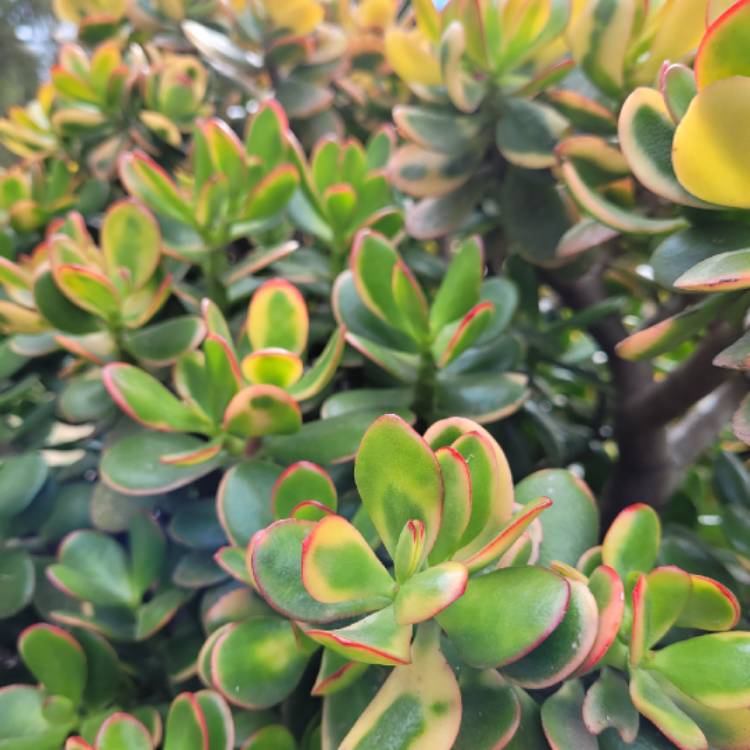 plant image 1446084