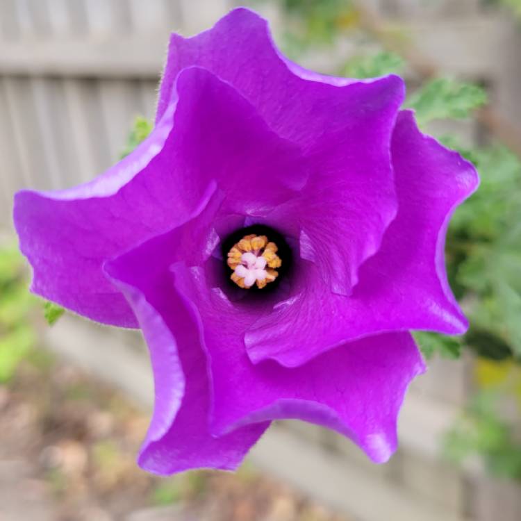 Plant image Alyogyne Huegelii ‘Blue Hibiscus'