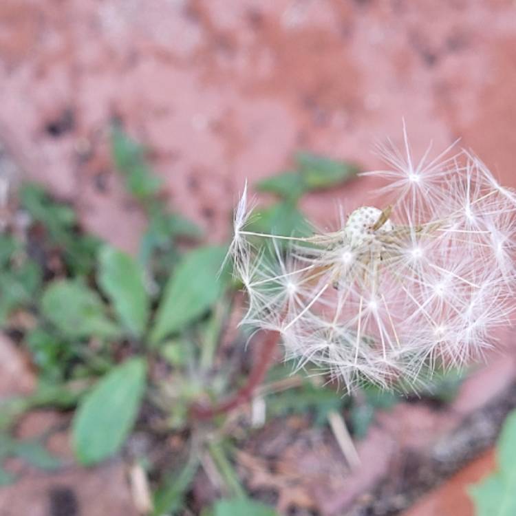 Plant image Agoseris