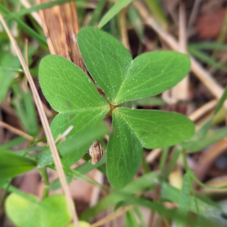 Plant image Trifolium repens