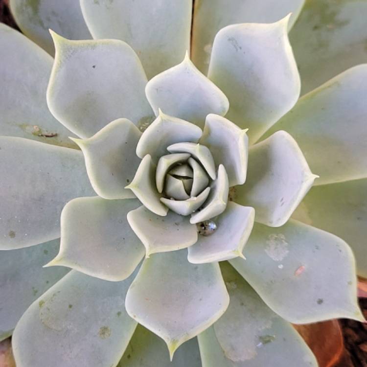 plant image 1447634 plant image 1447634