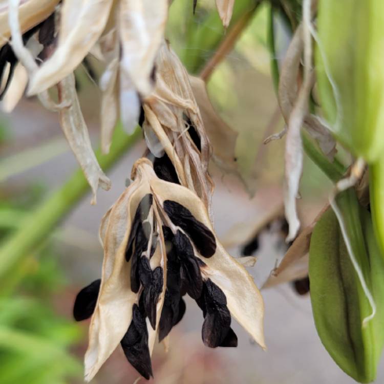 Plant image Agapanthus 'Blue Peter'