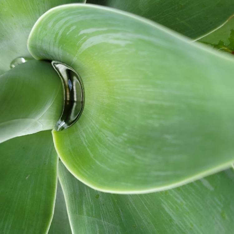 plant image 1449821 plant image 1449821