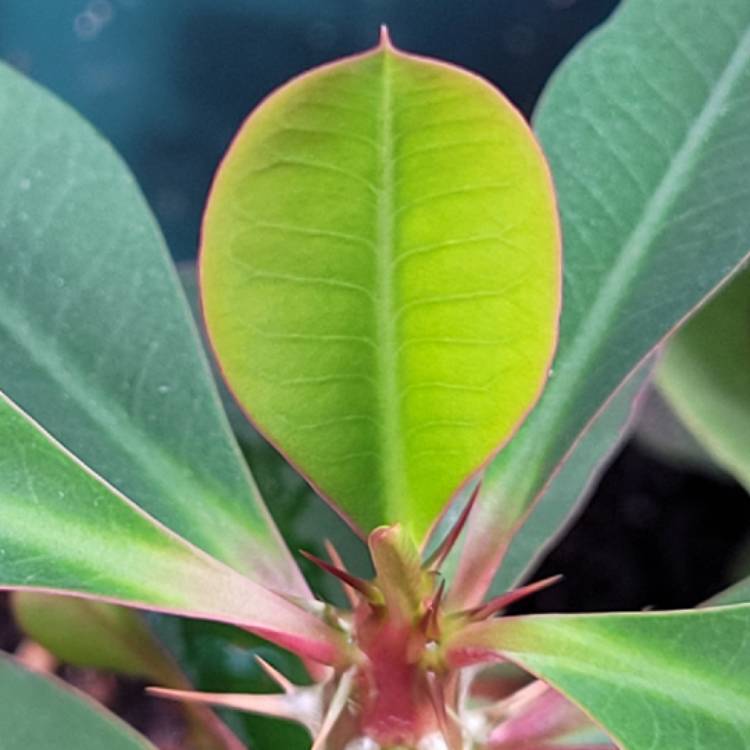 plant image 1449827