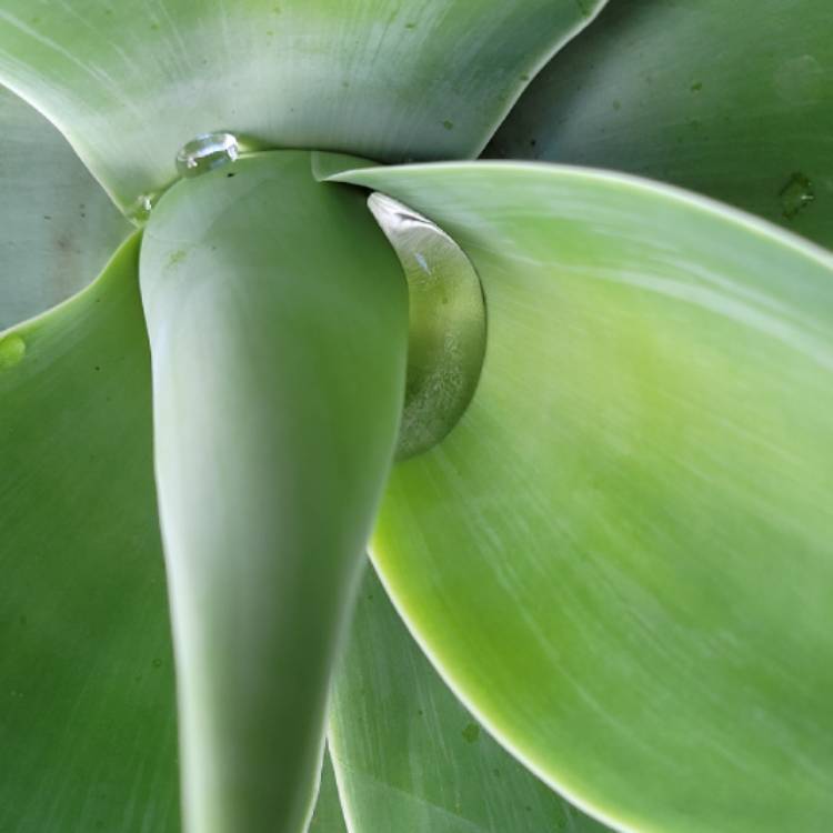 Plant image Agave attenuata