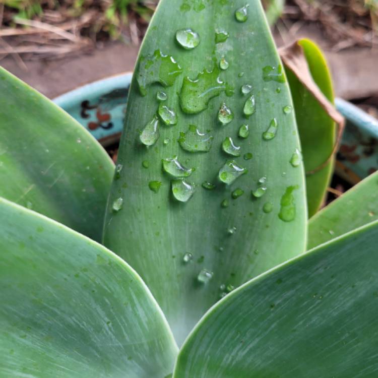 plant image 1449830 plant image 1449830
