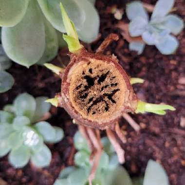 Agave attenuata