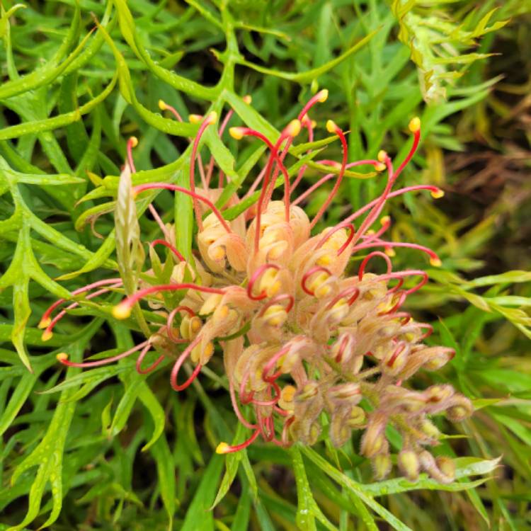 Plant image Grevillea 'Peaches and Cream'