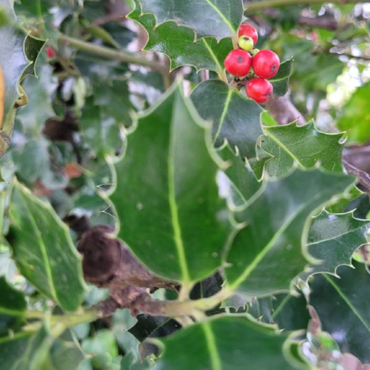 Plant image Ilex aquifolium