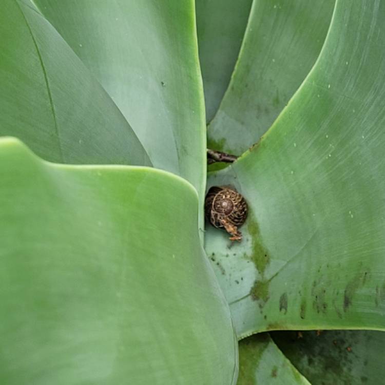 plant image 1454719 plant image 1454719