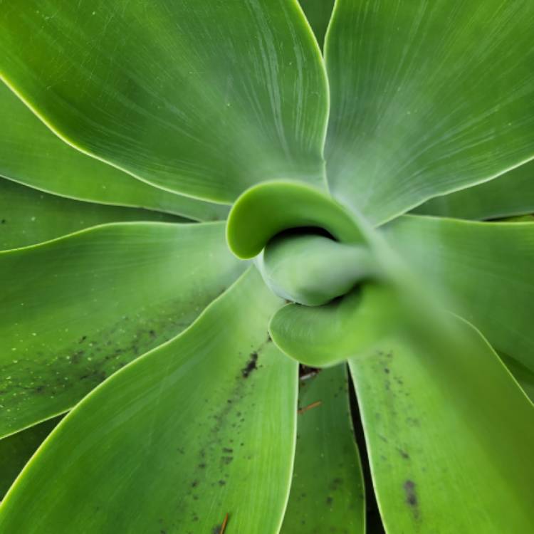 plant image 1454721 plant image 1454721