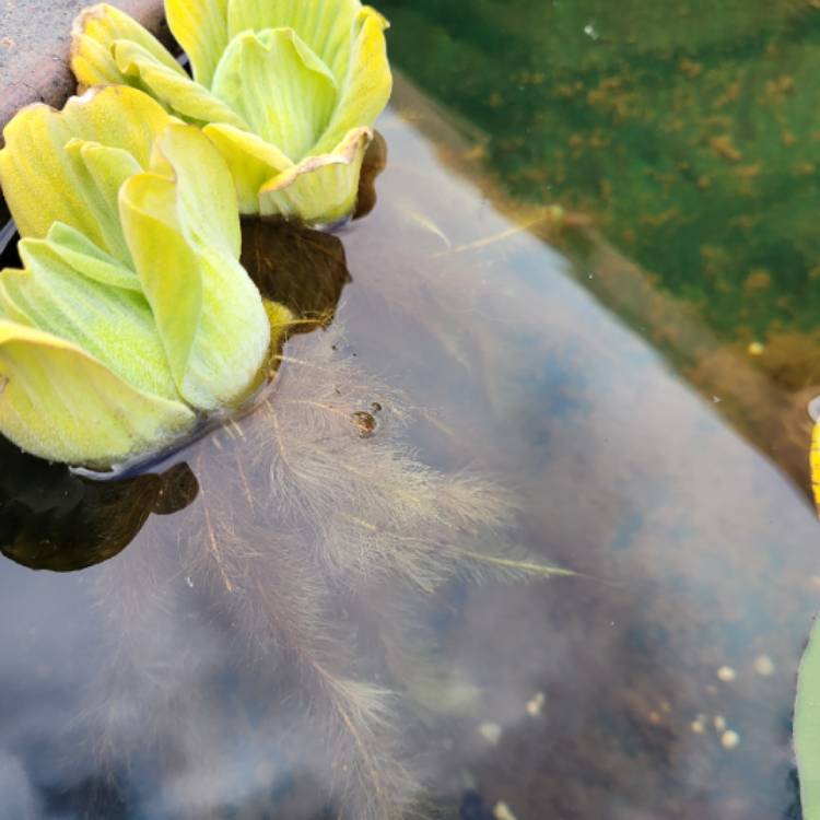 Plant image Pistia Stratiotes