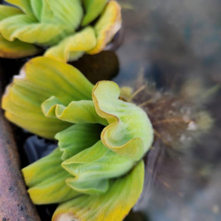 Plant image Pistia Stratiotes