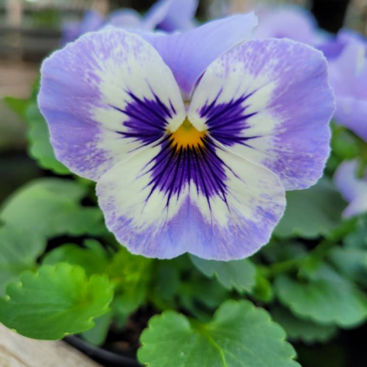 Plant image Viola cornuta 'Penny Marina'