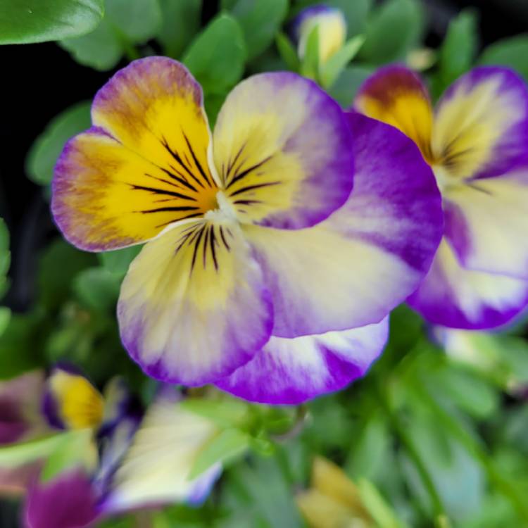 Plant image Viola cornuta 'Celestial Twilight'
