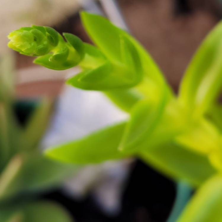 plant image 1456514