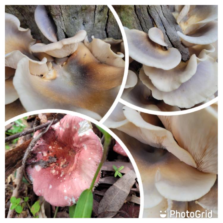Plant image Armillaria mellea