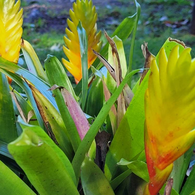 Plant image Vriesea