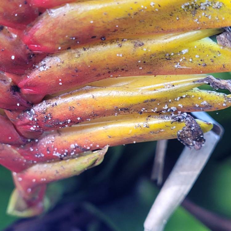 plant image 1459518