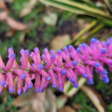 Aechmea gamosepala 'Lucky Strike'