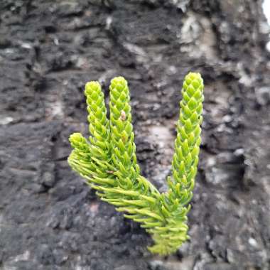Araucaria heterophylla