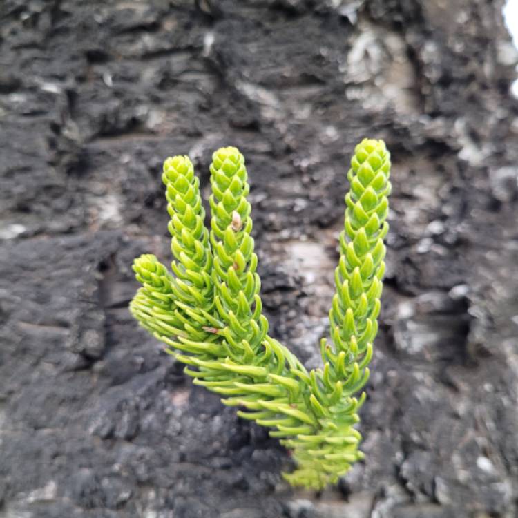 Plant image Araucaria heterophylla