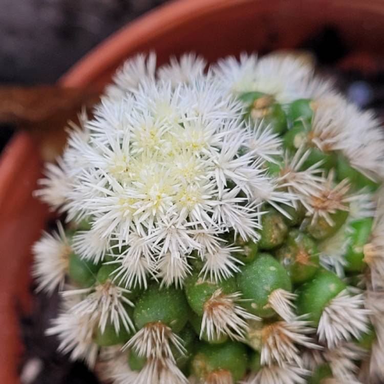 Plant image Mammillaria Vetula ssp. Gracillis