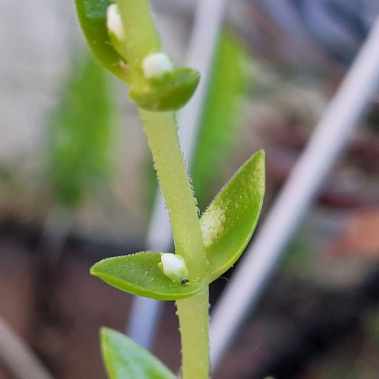 plant image 1471840