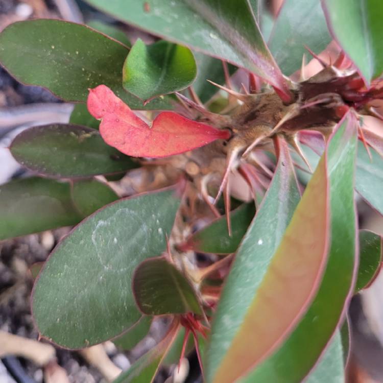 Plant image Euphorbia milii - Miniature Variety