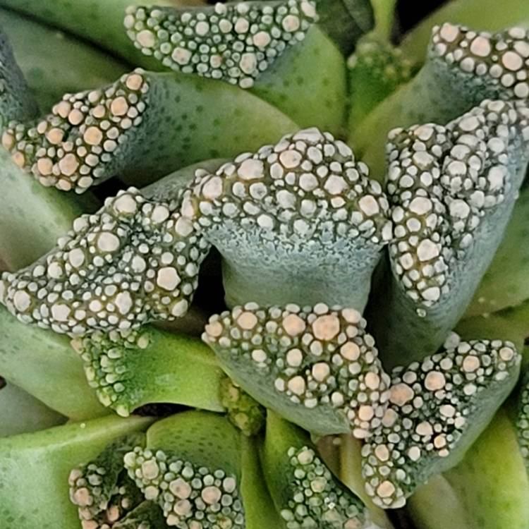 Plant image Titanopsis