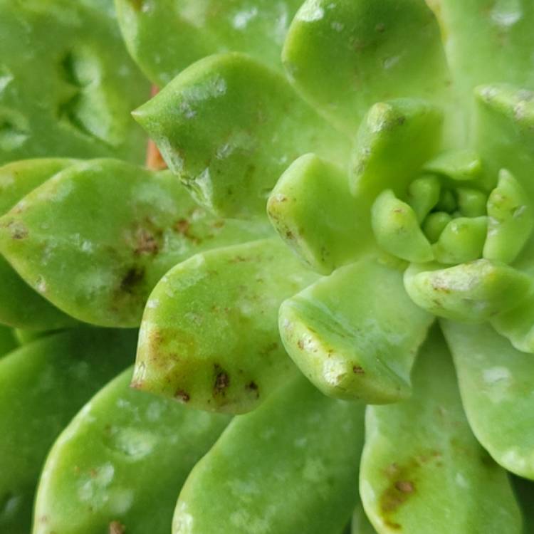 Plant image Aeonium Castello-Paivae