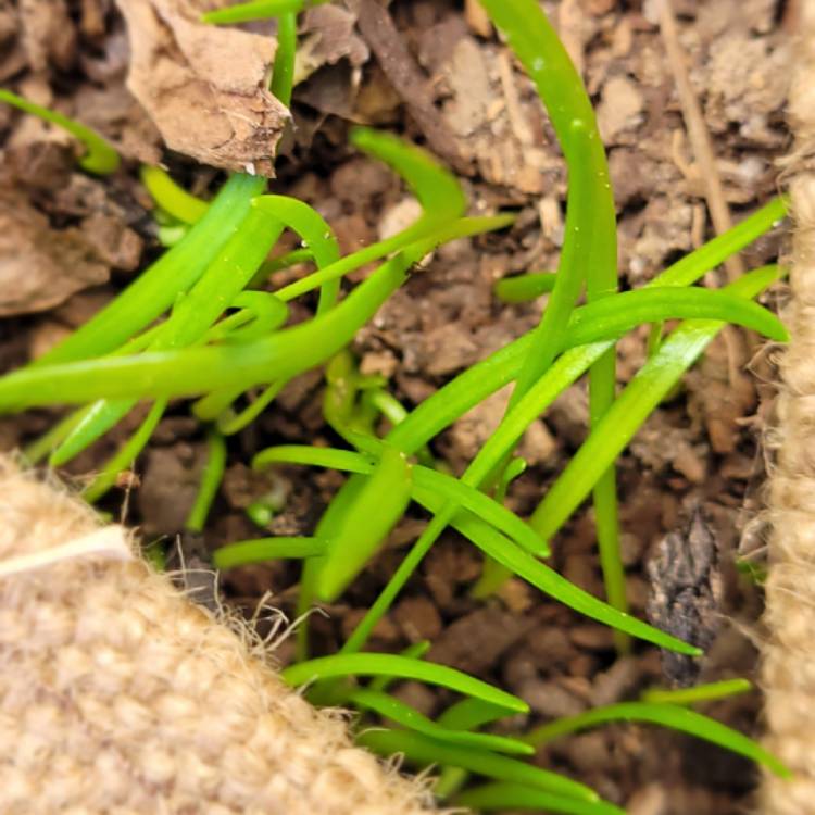 plant image 1486724 plant image 1486724