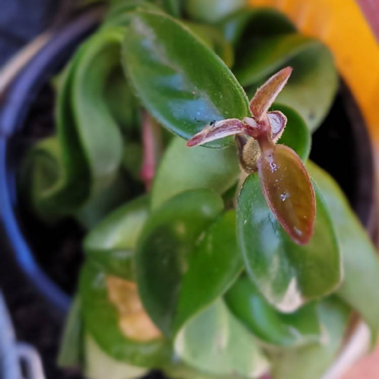 Plant image Hoya Compacta