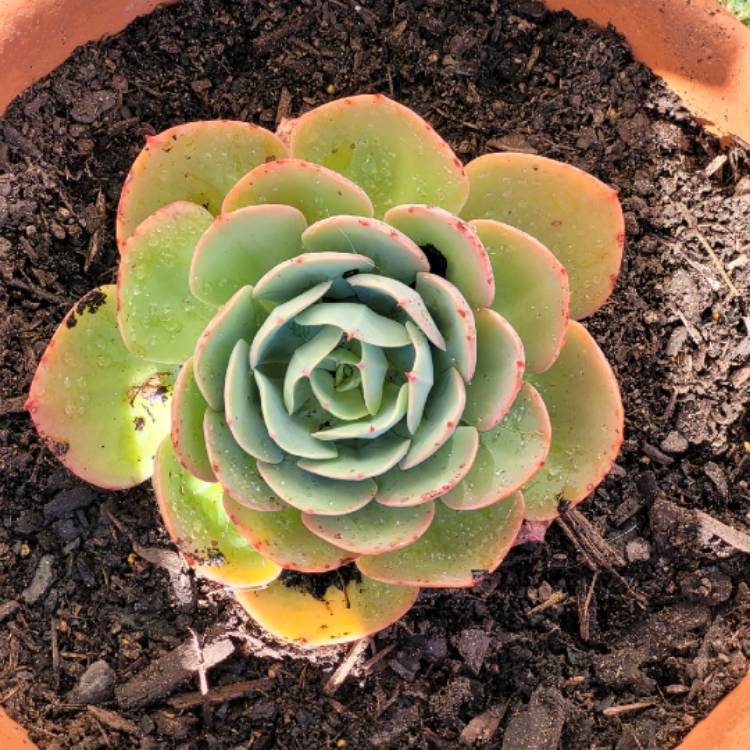 Plant image Echeveria Blue Surprise